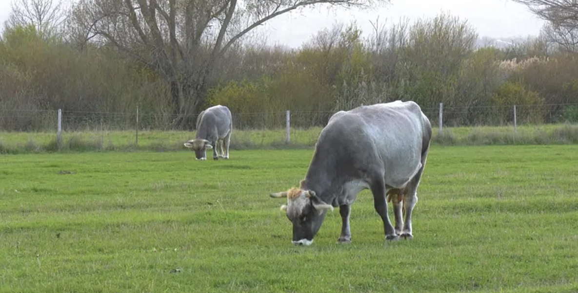 portal Prinos, Buša, портал Принос, Буша