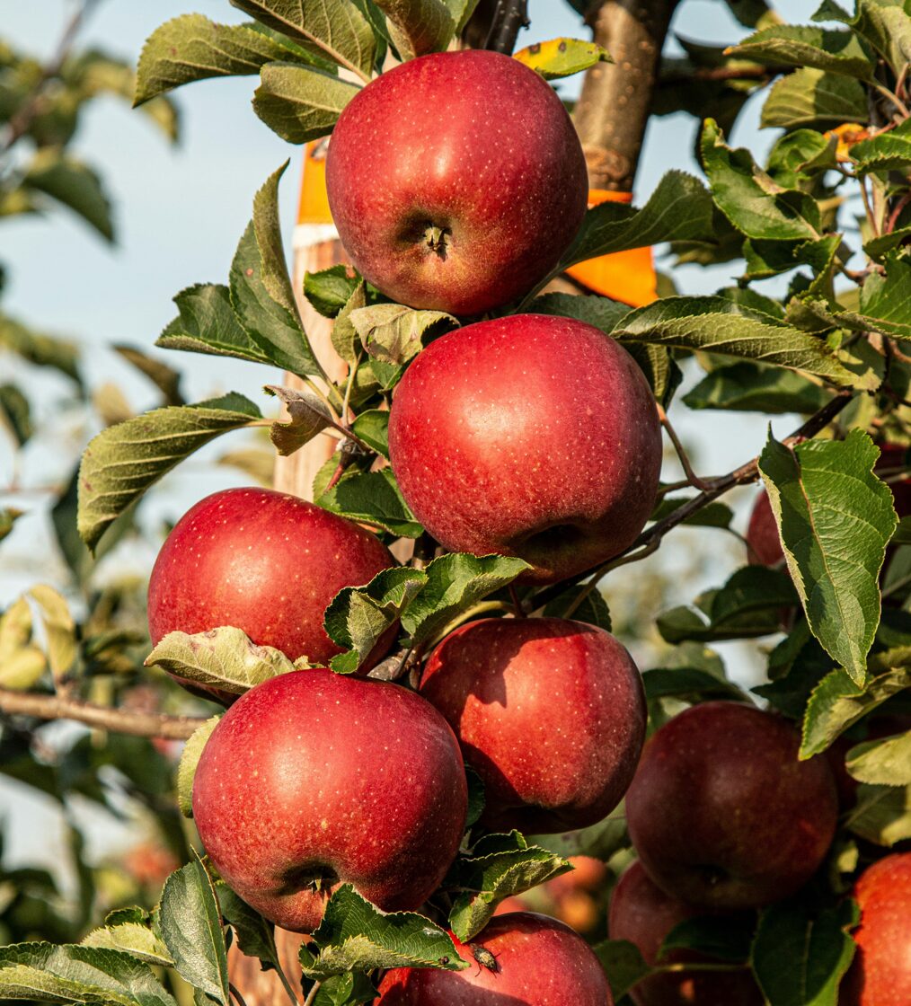 portal Prinos, портал Принос