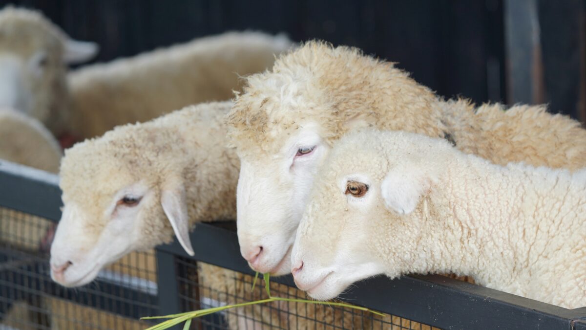 портал Принос, јагњад, portal Prinos, jagnjad