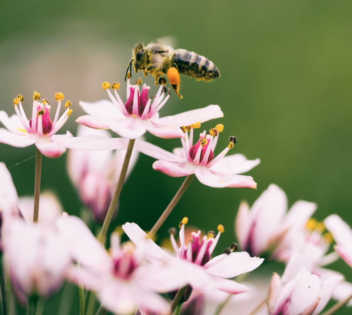 portal Prinos, pčele, портал Принос, пчеле