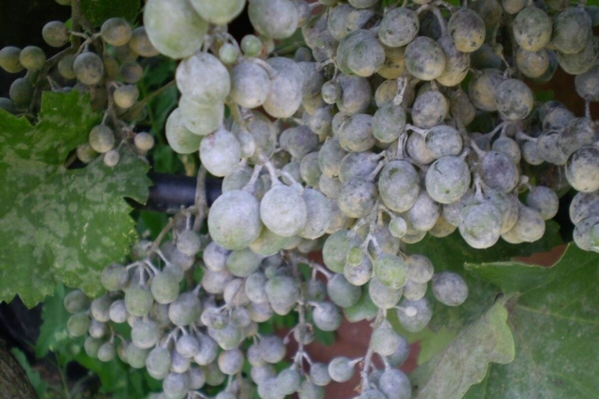 pepelnica vinove loze