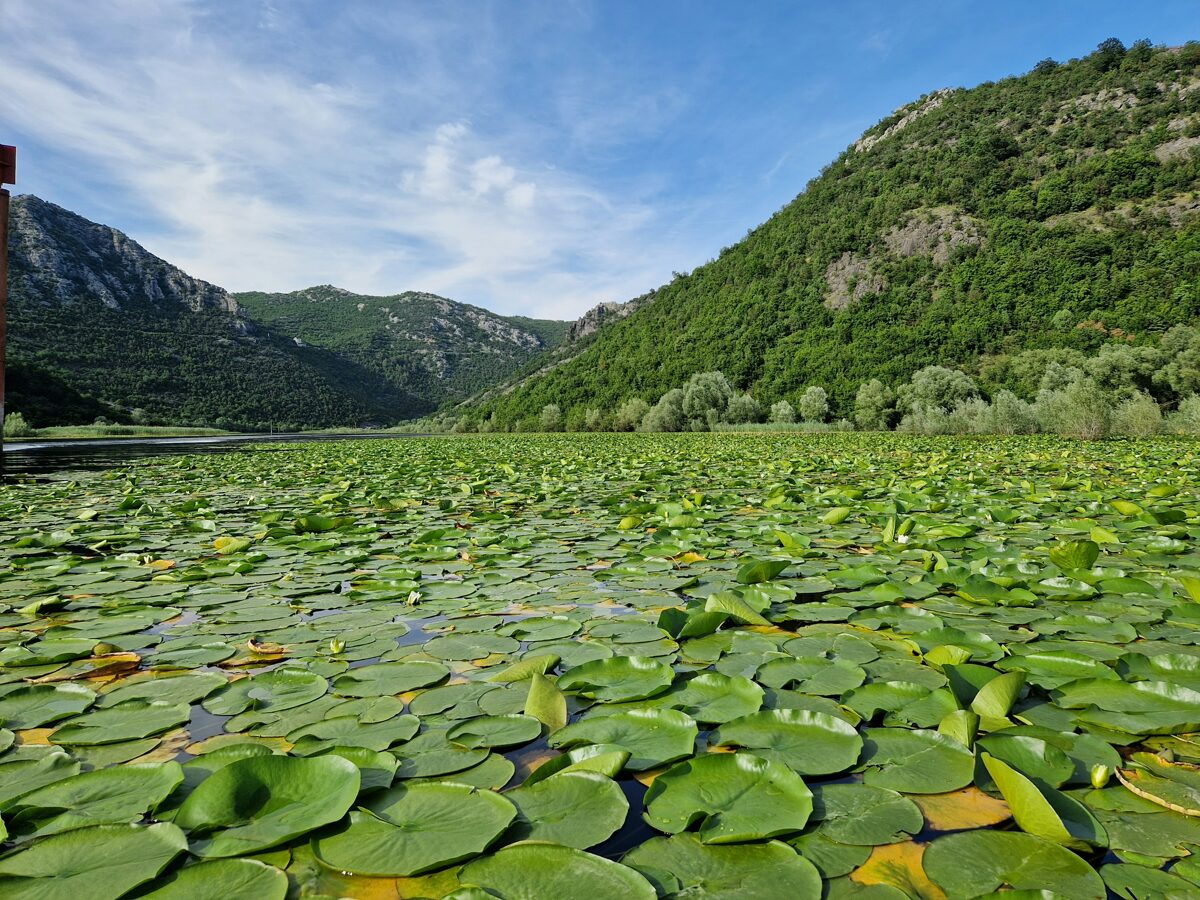 skadarsko_jezero