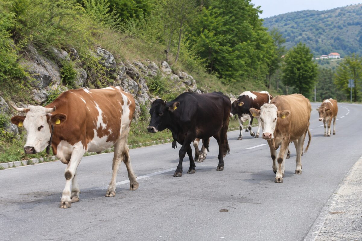 stoka koja luta