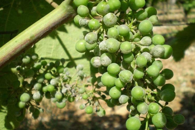pepelnica vinove loze